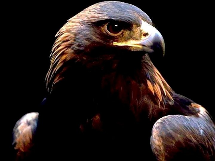 L Aquila Vola Sempre Sola Significato